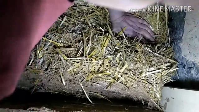 Секреты новой технологии, дом из соломы. Stampfstroh. Straw house, rammed straw. смотреть онлайн