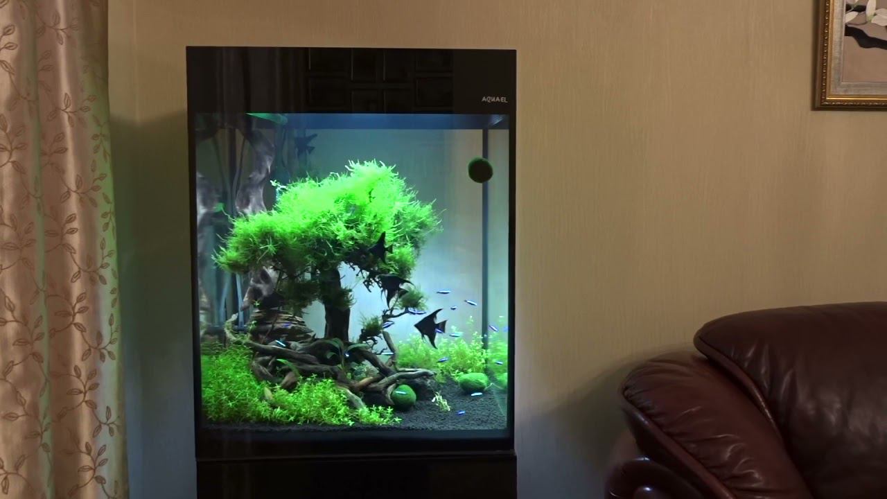 Оформление в стиле «Бонсай». смотреть онлайн