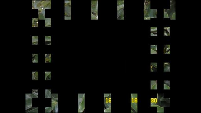 Пассифлора - цветок страсти. смотреть онлайн