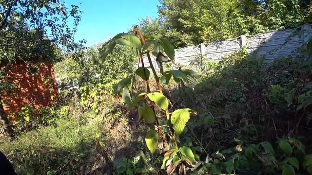 Едем на дачу убивать паразитов !!! смотреть онлайн