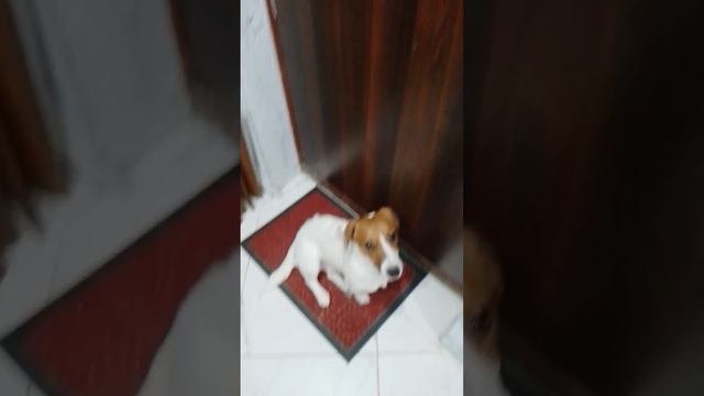 у меня одна собока смотреть онлайн