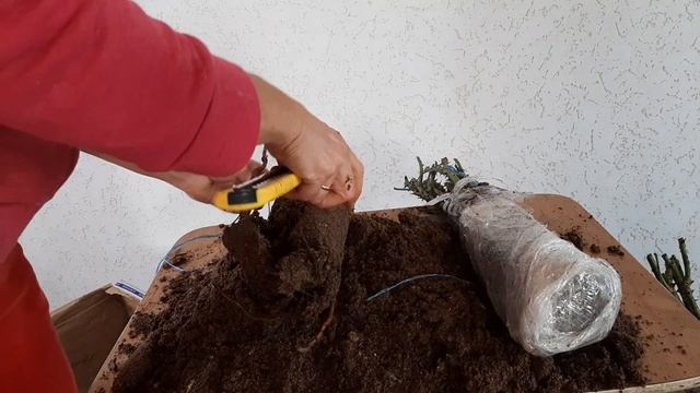 Розы из питомника " Розы Вдохновения" Краснодарский край (осень 2021г.) часть 2 смотреть онлайн