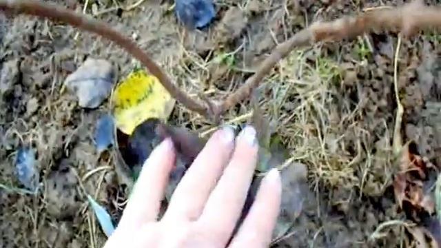 ПОДГОТОВКА ГОРТЕНЗИИ К ЗИМЕ. смотреть онлайн