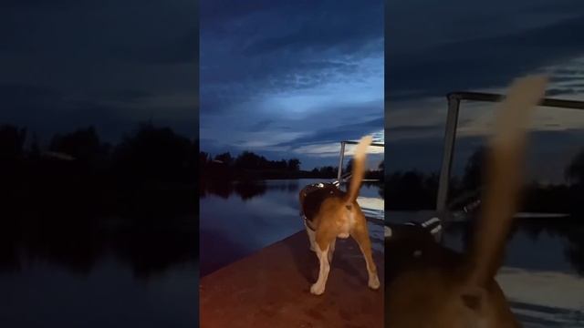 Бигль и закат #бигль #бэк #природа #отдых #выходные #закат #лето #дача #воздух смотреть онлайн