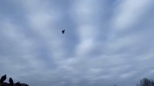 Питомник «Западный» голуби Лозоватского в России. Продажа   +7 (909) 667-53-00