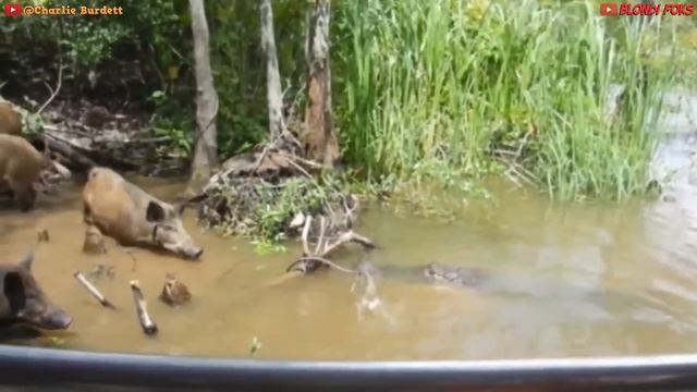 10 Самых Сильных Хищников В Дикой Природе Хищники Против Жертв! смотреть онлайн