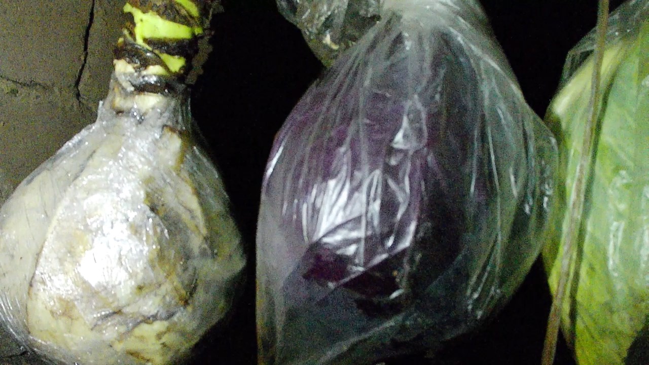 Хранение капусты в погребе. Как сохранить капусту до лета смотреть онлайн