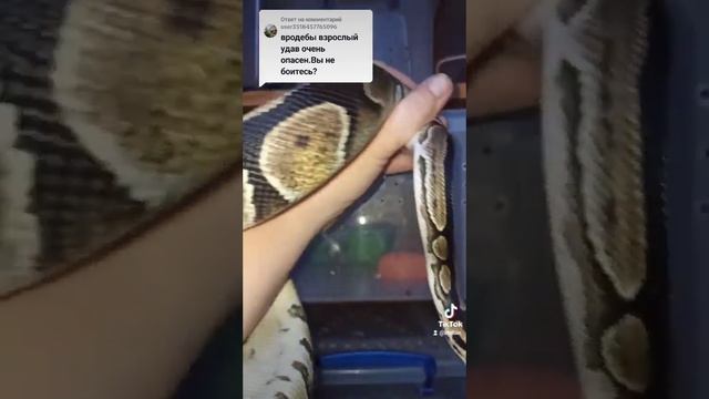 Про опасность взрослых удавов! смотреть онлайн