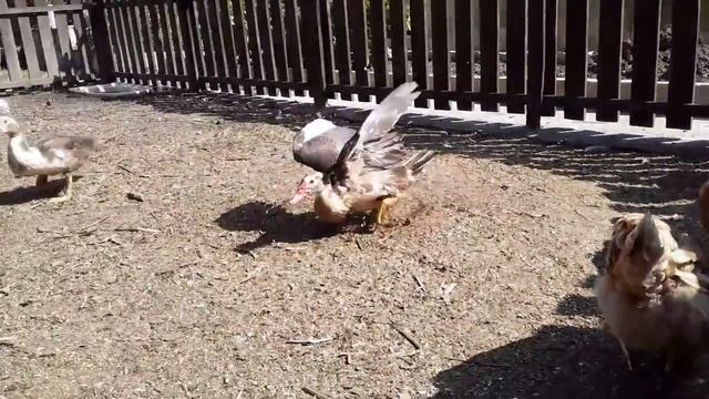 Яйца без Скорлупы . Понос у Курицы _ Чем Лечить _ Желточный Перетонит. смотреть онлайн