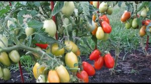 Характеристика сорта - томат «Челнок»