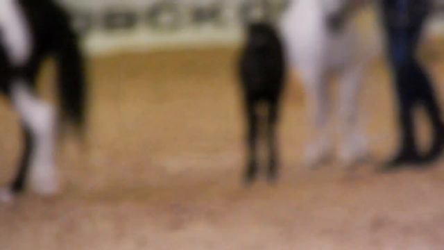 жеребёнок белой матери ребёнок 11 08 2018 Иппосфера смотреть онлайн