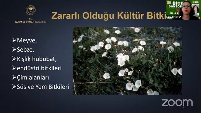 Bitki Doktorları 97 - Tarla Sarmaşığı ( Convolvulus Arvensis L. Field Bindweed) Ve Mücadelesi