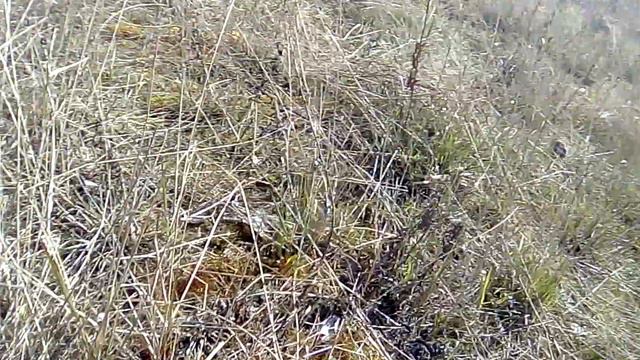 Апрель. Цветёт мать-и-мачеха и верба. Санкт-Петербург 22.04.2020 смотреть онлайн