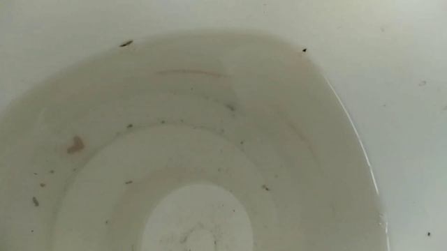 КАК ТОЛЬКО орхидеи СТАЛА поливать ТАК, корни ОЖИЛИ! листья ТОЖЕ! орхидеи УЖЕ ОБОЖАЮТ этот полив! смотреть онлайн