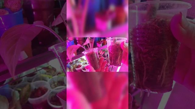 Когда лучше укоренять. смотреть онлайн