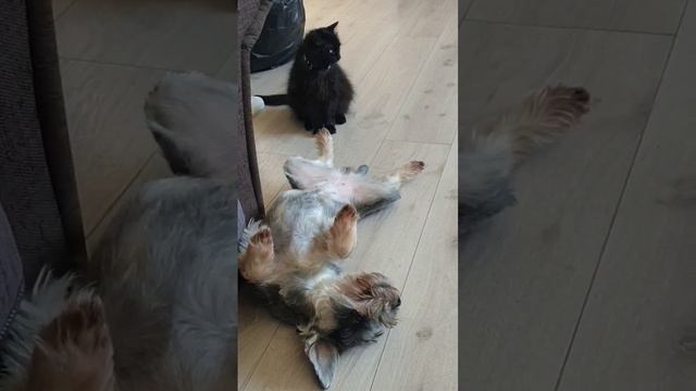 Zelda the black cat sniffing Lexy's foot, making her sneeze #blackcat #rescuecats #briard смотреть онлайн