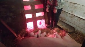 СВИНОМАТКА БРОСАЕТСЯ НА ПОРОСЯТ !!! Что делать в таких случаях .