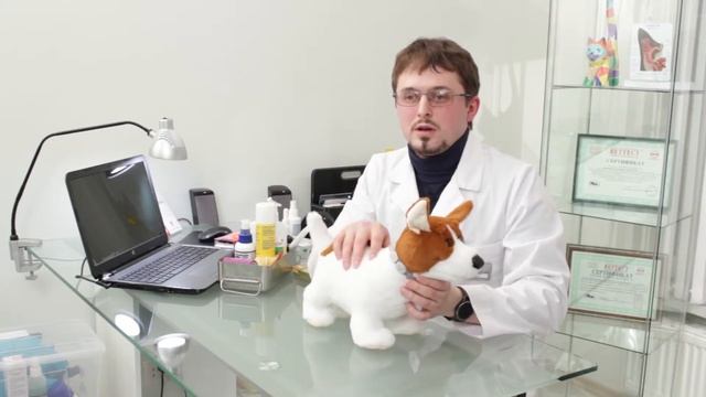 Видеоурок Ответственное отношение к животным (возрастная группа 11-14 лет) смотреть онлайн