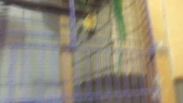 Ожереловые попугаи Половое поведение. смотреть онлайн