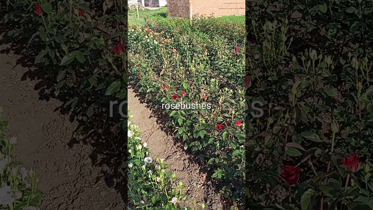 саженцы роз @rose_bushes161 смотреть онлайн