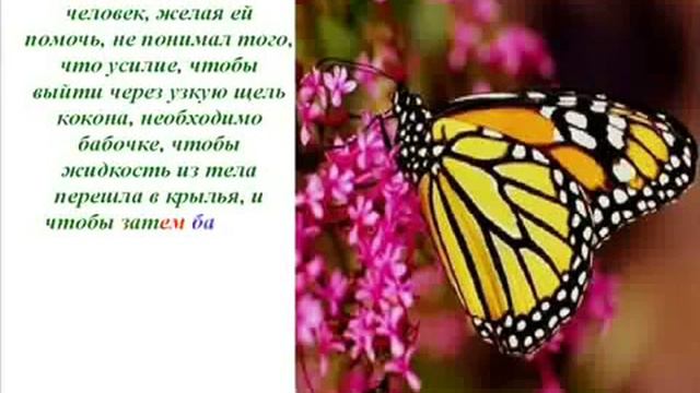 Урок бабочки 1) смотреть онлайн