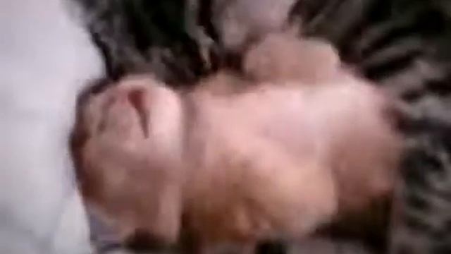 Кошка обнимает во сне своего котенка смотреть онлайн