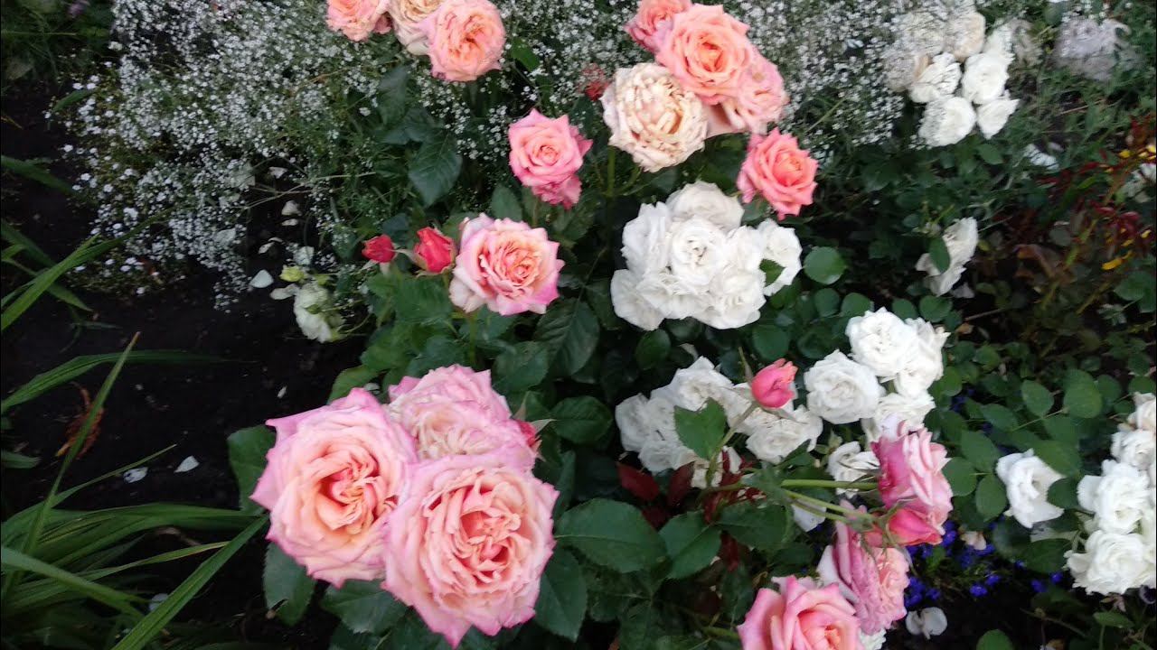 Новые розы в моем саду #4 Чери Бренди, Аспирин . Композиция из роз смотреть онлайн