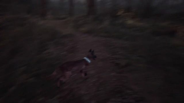 Blair Witch #1 Elveszett a gyerek az erdőben. смотреть онлайн