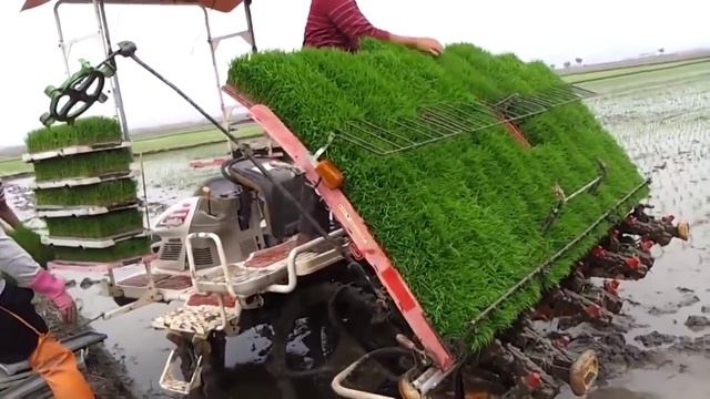 How to grow rice | Как выращивают рис смотреть онлайн