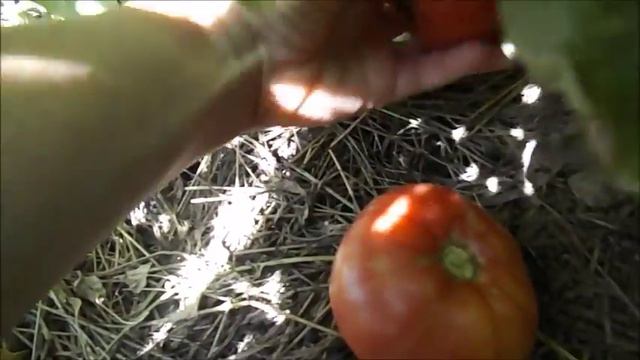 Результат эксперимента Помидоры, выращенные китайским способом смотреть онлайн