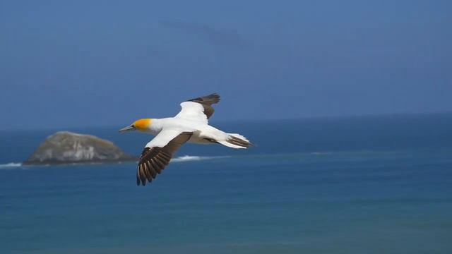 АНОНС на 5000 подписчиков! День прилета: Вербное Воскресенье! смотреть онлайн