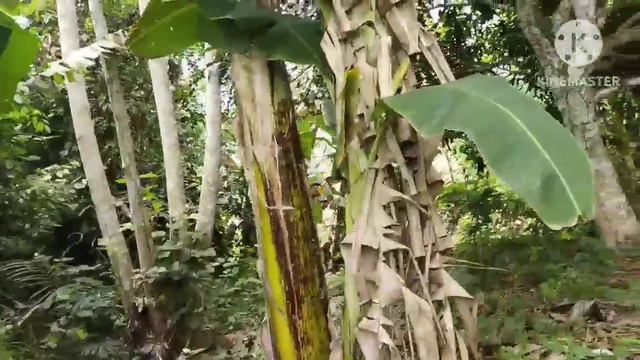 ASWANG NAABUTAN SA UMAGA.INATAKI AGAD NI LARRY SA MAY PUNO NG MANGGA смотреть онлайн