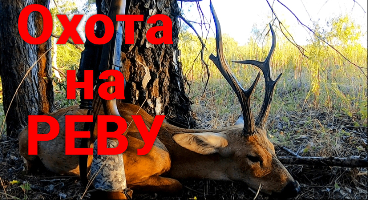 Охота на реву. Охота на самца косули на гону. смотреть онлайн