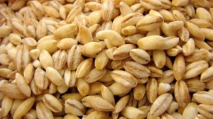 Как насадить перловку на крючок.