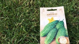 Лучшие сорта огурцов для открытого грунта  2023.