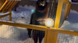 Альпака парк в парке «Сказка»