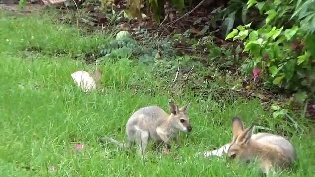 Малыш кенгуру ест манго.. Добби во всей красе.. Kangaroo and about Dobby.. смотреть онлайн