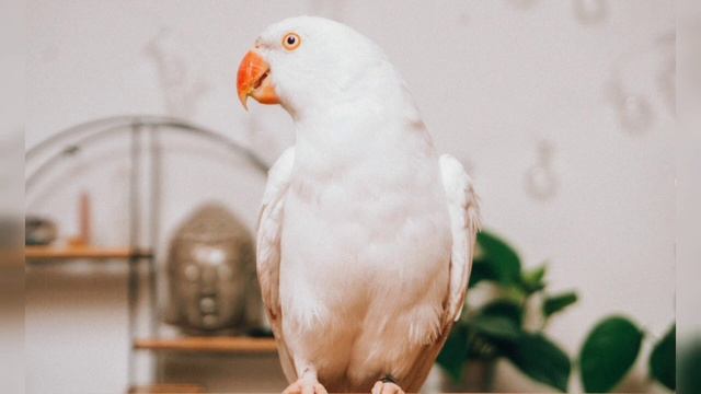 Как Поёт Корелла?Пение Попугая!Звуки Природы смотреть онлайн