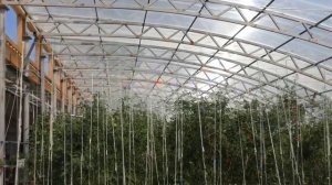 Что такое Солнечный Био-вегетарий?  С.С. Конин