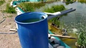 Пруд самодельный разводим рыбку амур карп толстолоб