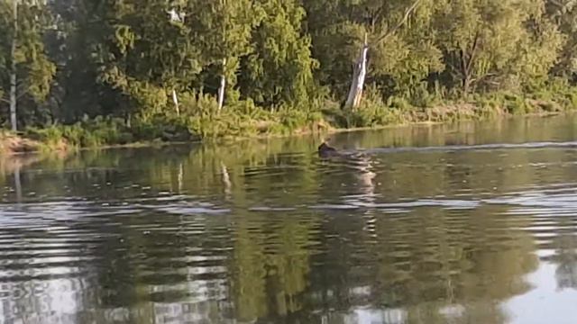 Лось. Рыбалка. Алтай. смотреть онлайн