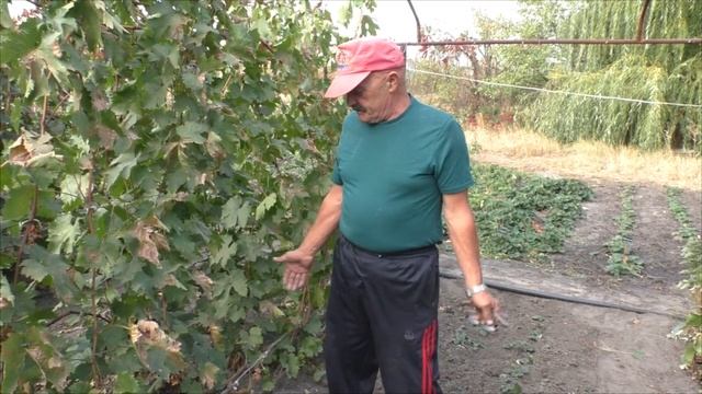 Всегда вношу это природное удобрение осенью на винограднике смотреть онлайн