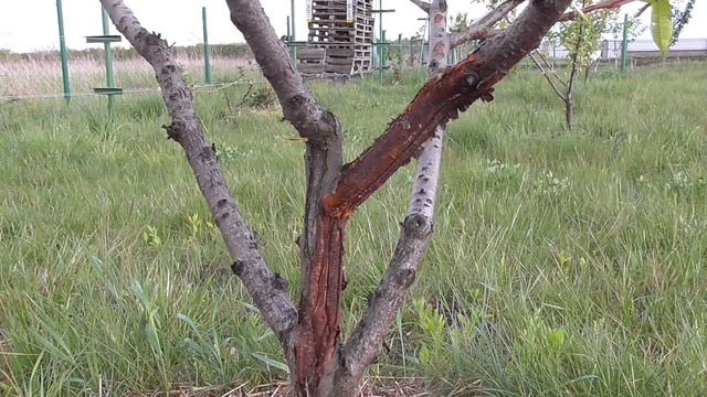 Як лікувати тріщини кори персика та інших кісточкових: бороздування та забілювання смотреть онлайн
