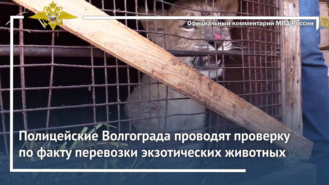 Ирина Волк: Полицейские Волгограда проводят проверку по факту перевозки экзотических животных смотреть онлайн