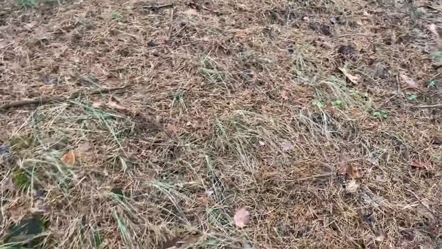 За два часа насобирали грибов больше чем за целый год!