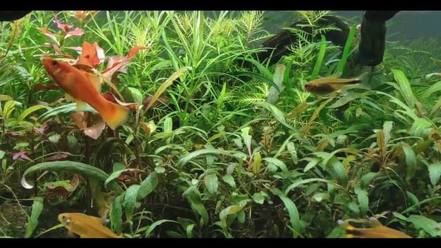 Меченосцы: от популярных до вымирающих смотреть онлайн