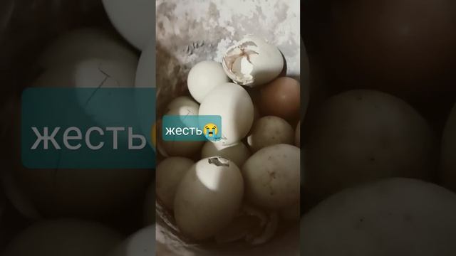 Просто жесть ?? #sorts #семейныйканал #reels #домашниеживотные #куры #яйца #tiktok #хочуврекомендац