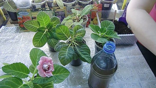 УДОБРЕНИЕ ДЛЯ МОИХ ГЛОКСИНИЙ !!! Часто так делаю ?