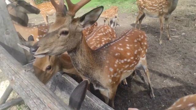 VLOG\ Оленья Ферма\ Интересные факты о оленях\ Северный олень\ Благородный олень \nikitёnok смотреть онлайн