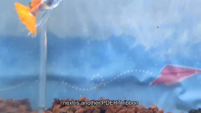 Rare Magenta Guppy Ribbon смотреть онлайн